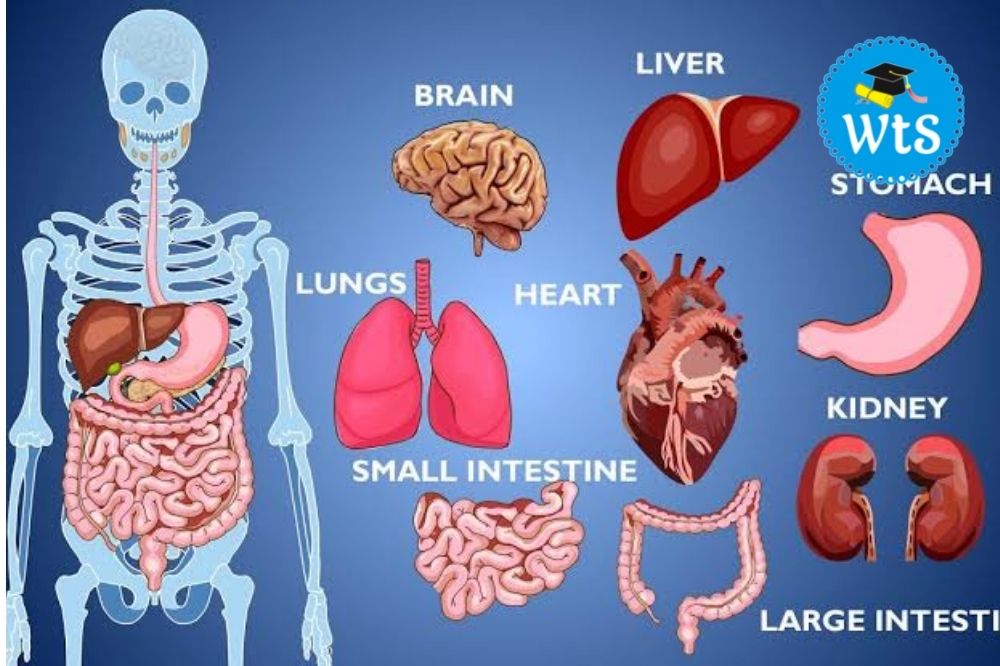 human-body-organs-diagram-simple